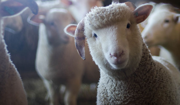 agricultral-pexels-photo-288621